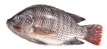 Black Tilapia Fish